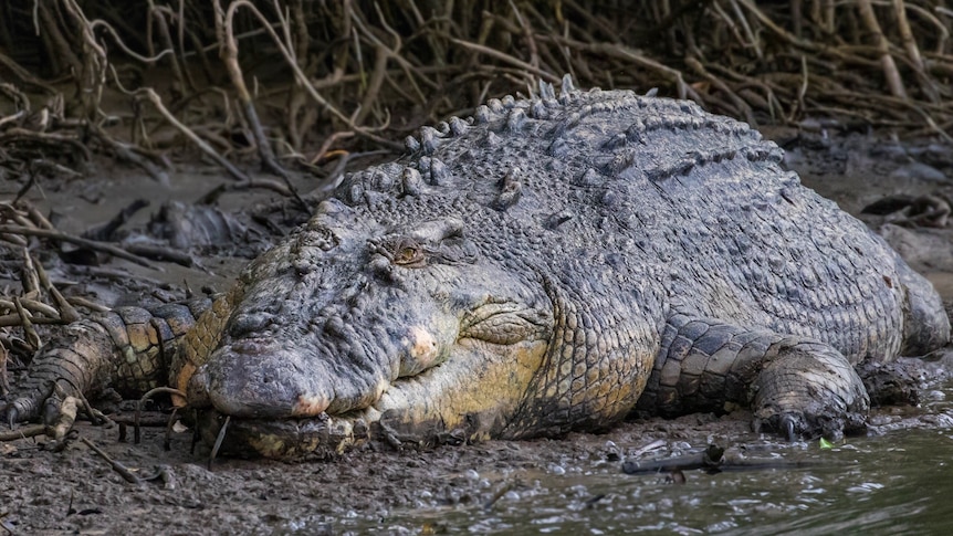 Large crocodile sits on the edge of river.