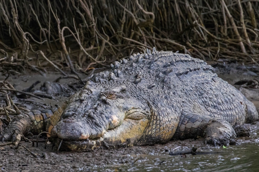 large crocodile on edge of river