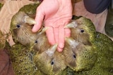 A rumble of kakapos rest their beaks on top of a person's outstretched hand