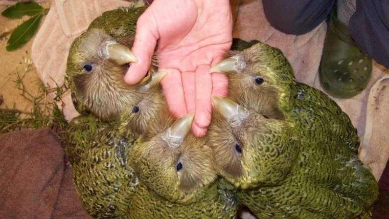 A rumble of kakapos rest their beaks on top of a person's outstretched hand