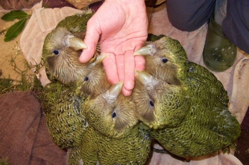 A rumble of kakapos rest their beaks on top of a person's outstretched hand