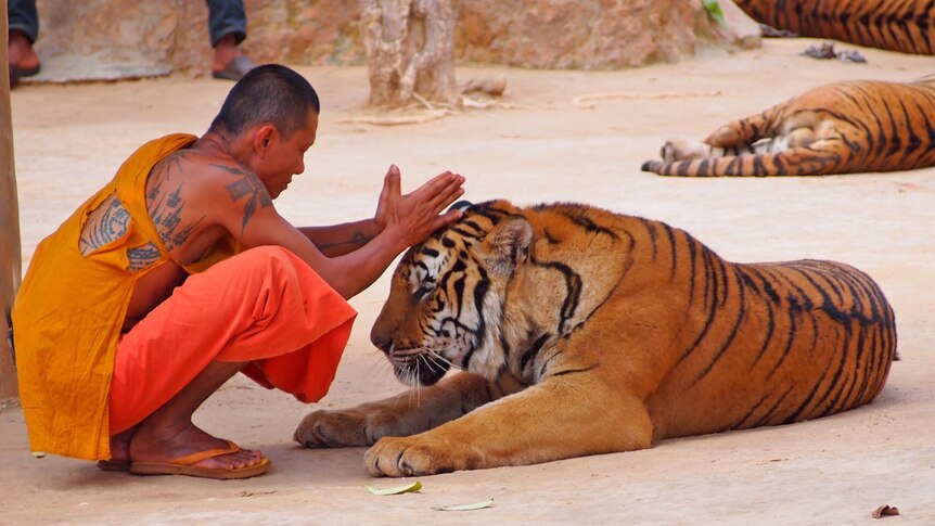 A monk kneels over a tiger at the Tiger Temple, Thailand