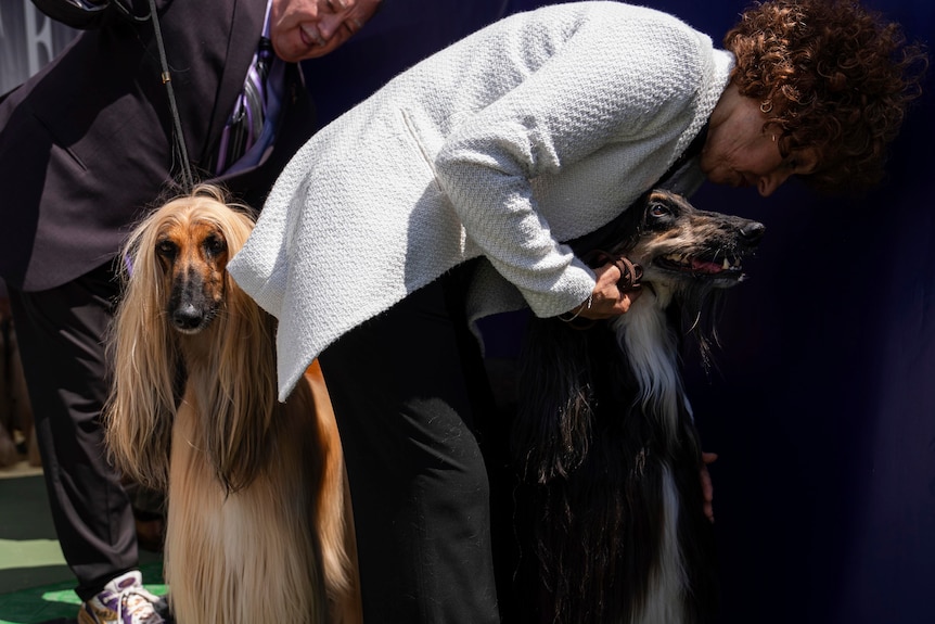 Image of a woman in a grey cardigan leaning forward and tending to a dog. Behind her is another dog. 