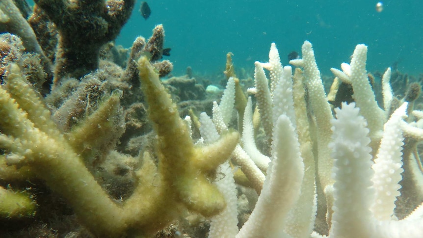 Algae-covered staghorn coral next to white bleached coral on Great Barrier Reef