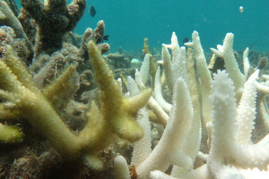 Algae-covered staghorn coral next to white bleached coral on Great Barrier Reef