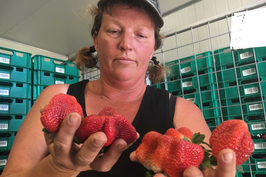 Di West looks down at some oddly shaped strawberries.