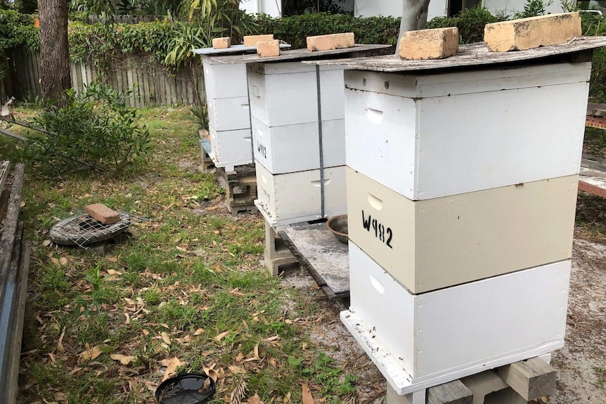 Three European honeybee hives in a row.