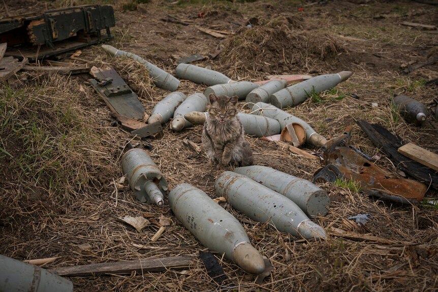 A cat sits between large caliber rounds of ammunition abandoned by retreating Russian forces.