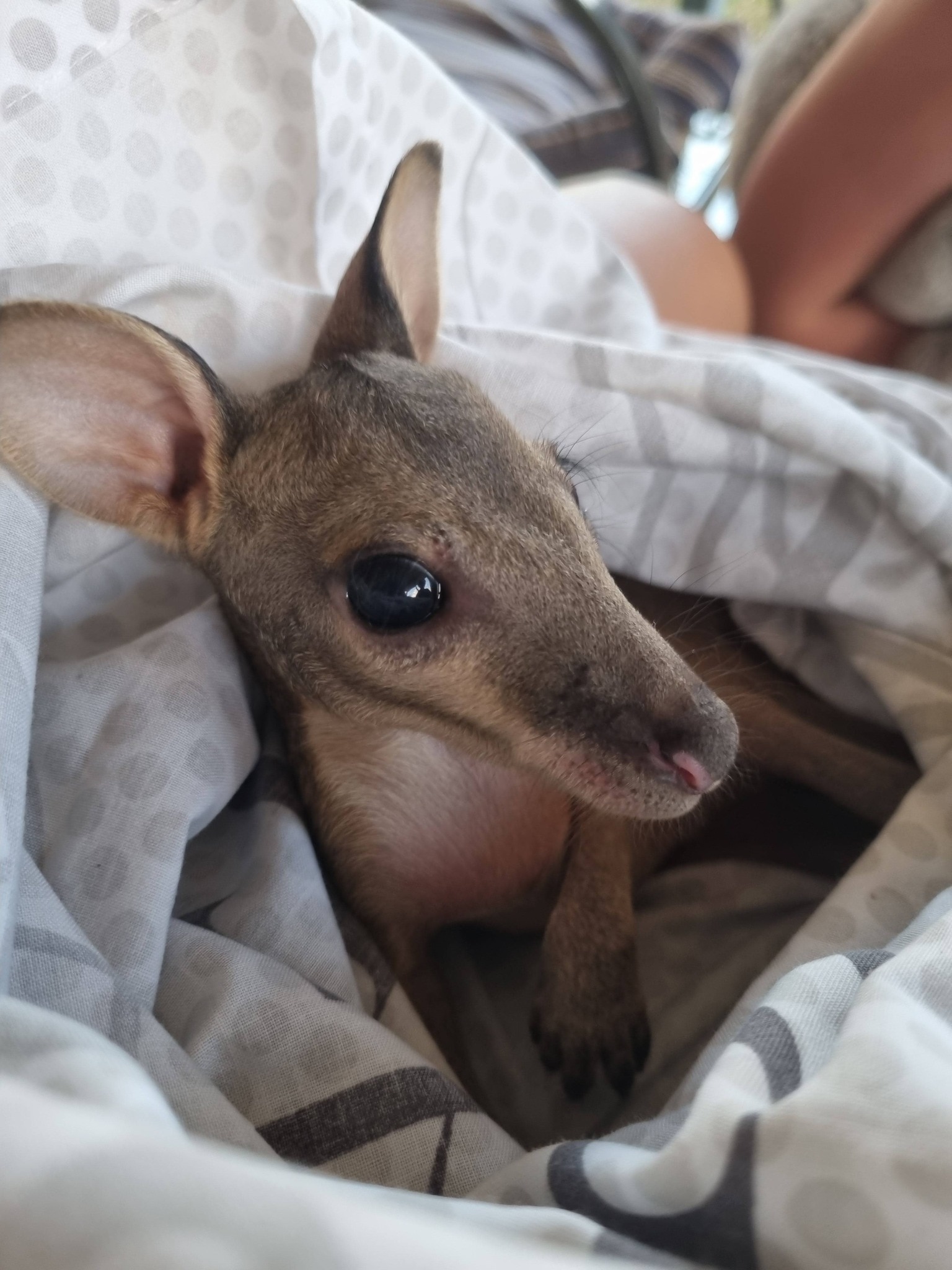 A wallaby joey close up of face in a pouch. 