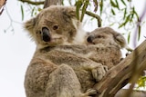 Koala mother and joey in a tree