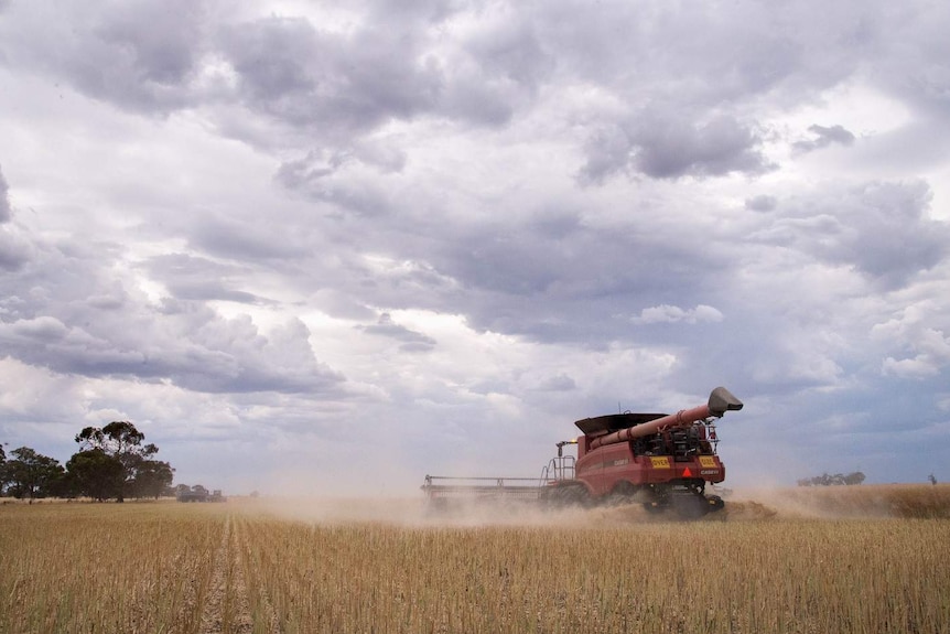 A harvester at Natimuk, near Horsham, works in the field.