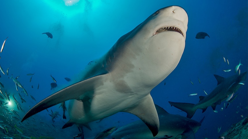Bull shark swims over the top of a diver