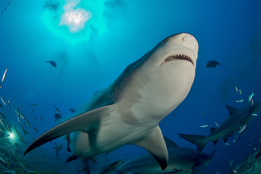 Bull shark swims over the top of a diver