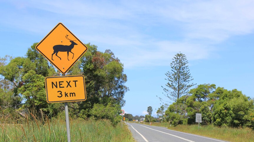 Bright yellow warning sign on side of major road in Port Macquarie warning of deer in area.