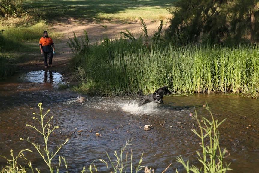 A dog jumps through a shallow river with a man wearing an orange hi vis shirt watching on.