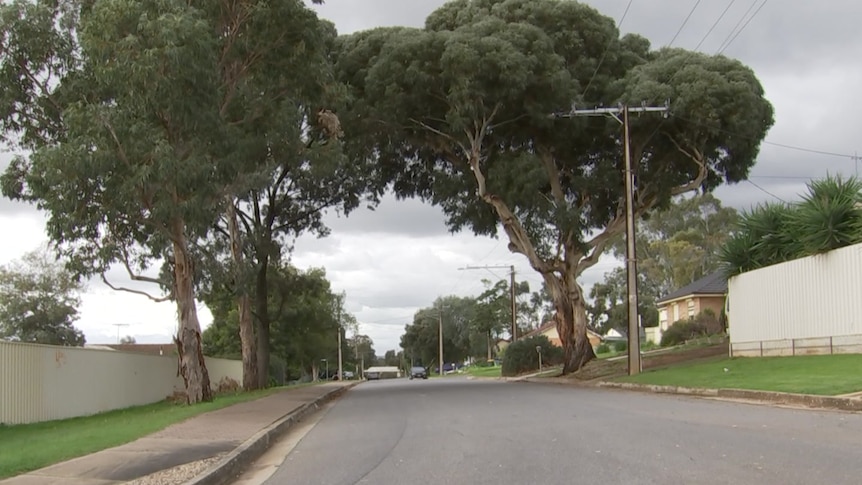 A street with large trees