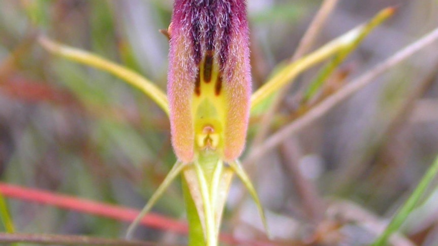 Rare orchid stops motorcycle complex