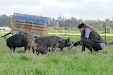A woman with brown hair, wearing a checked shirt and vest, kneels next to pigs in a paddock