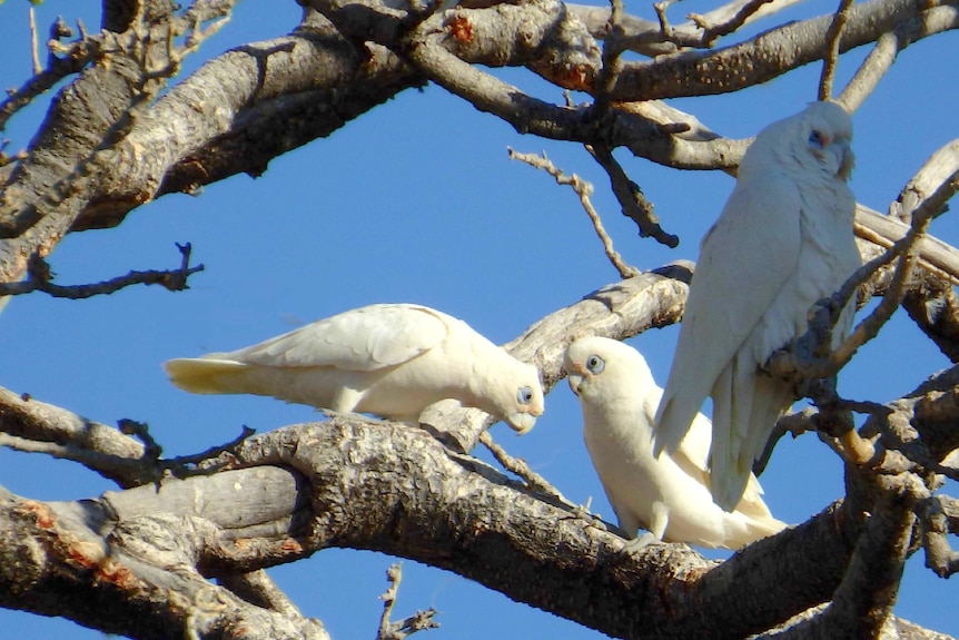 Corellas in the bare branches of a tree.