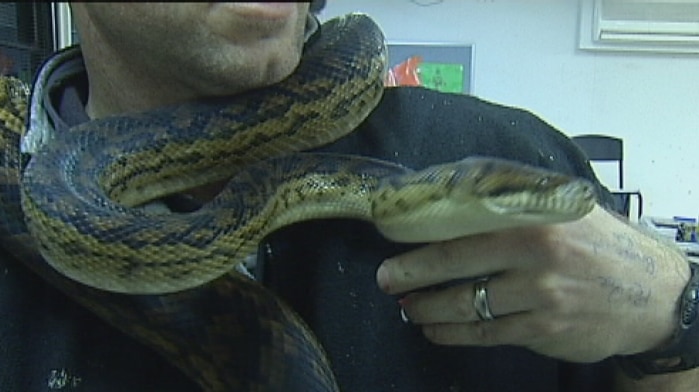 One of the snakes rescued in the fire at Lilydale High School.