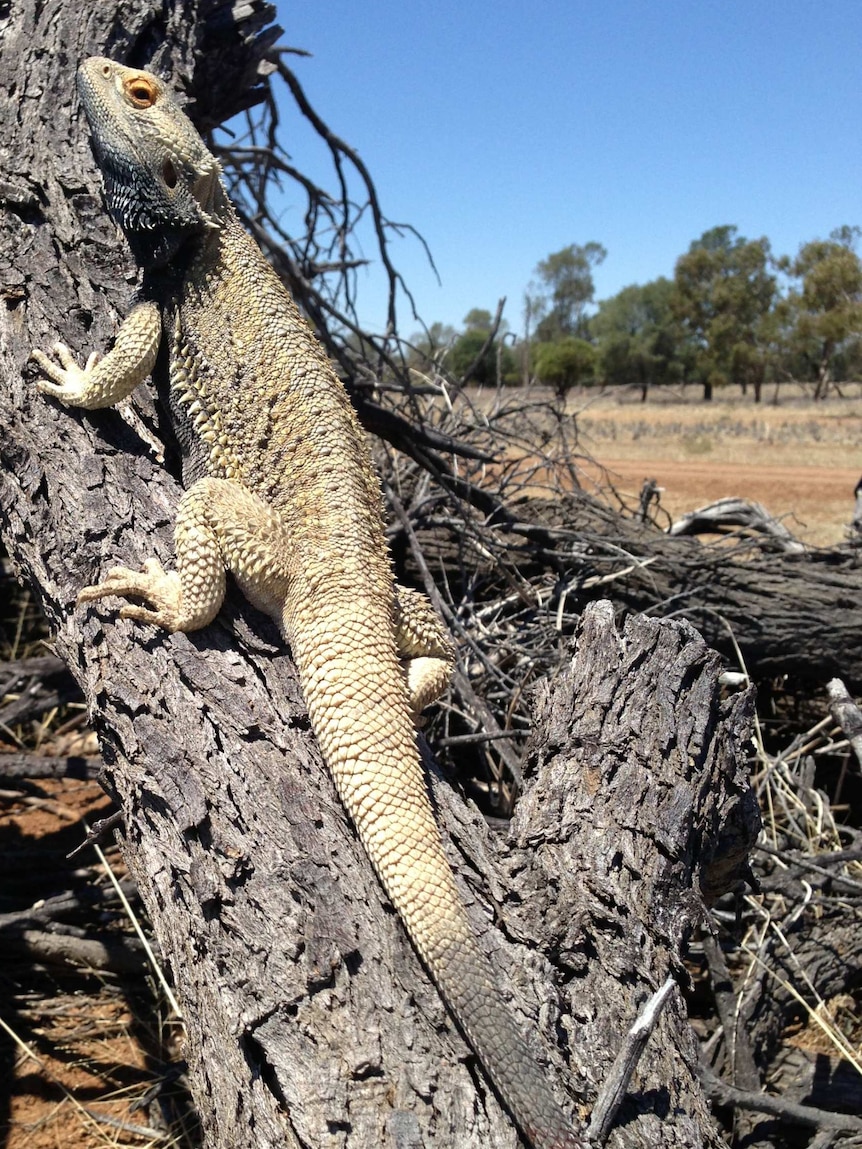 Bearded dragon