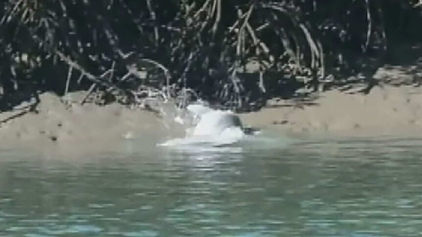 Humpback dolphin in a beach hunting frenzy on the bank of the Fitzroy River.