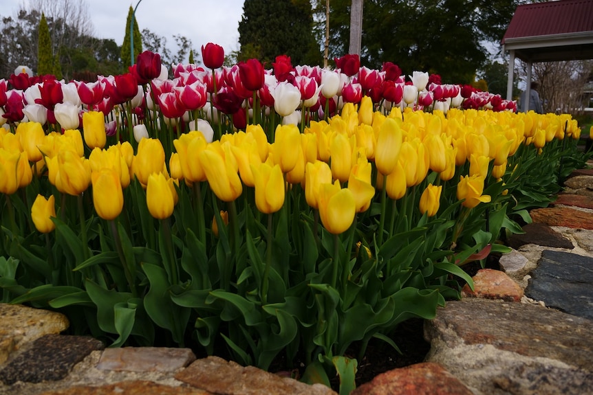 Red, white and yellow tulips in a garden bed in a town.