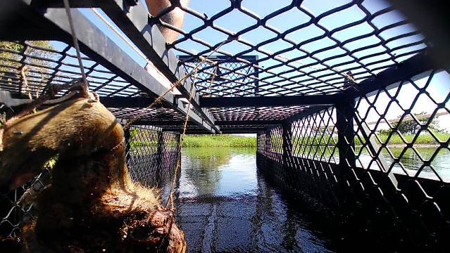 A shot of a crocodile trap a man's bare-foot can be seen on top 