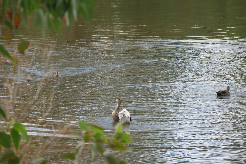 Birds in a waterway.
