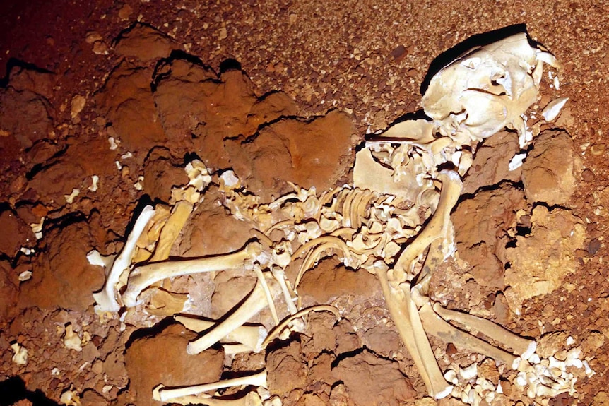 A skeleton in red dirt.