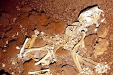 A skeleton in red dirt.