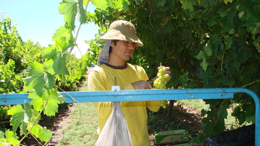 A grape picker in the vineyard at Grape Exchange Farming, Menindee NSW