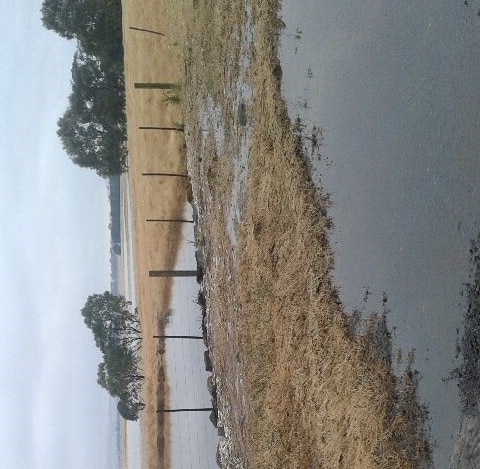 A paddock with yellow grass is flooded by rain with a sheep dog in the foreground.