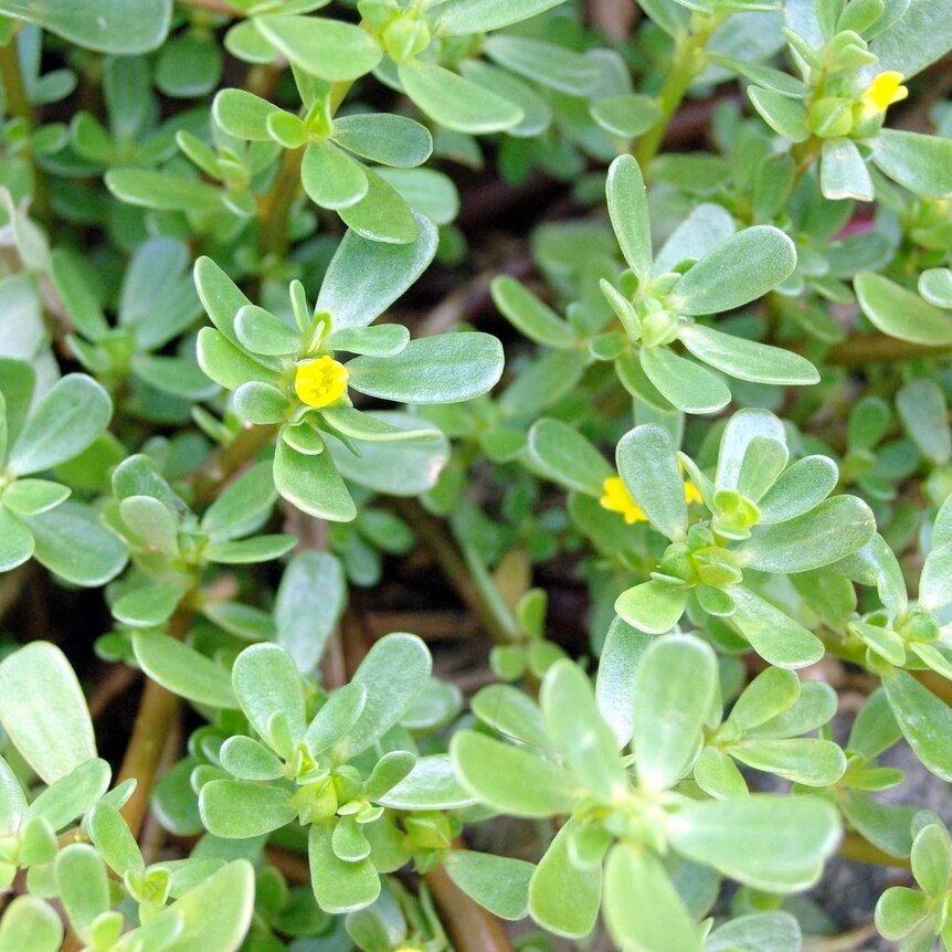 Portulaca oleracea, also known as purslane, a plant with small, green, tear-drop shaped leaves and tiny yellow flowers.