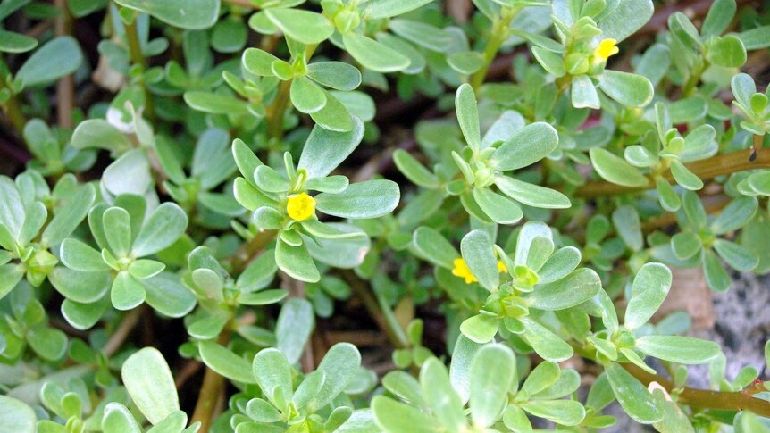 Portulaca oleracea, also known as purslane, a plant with small, green, tear-drop shaped leaves and tiny yellow flowers.