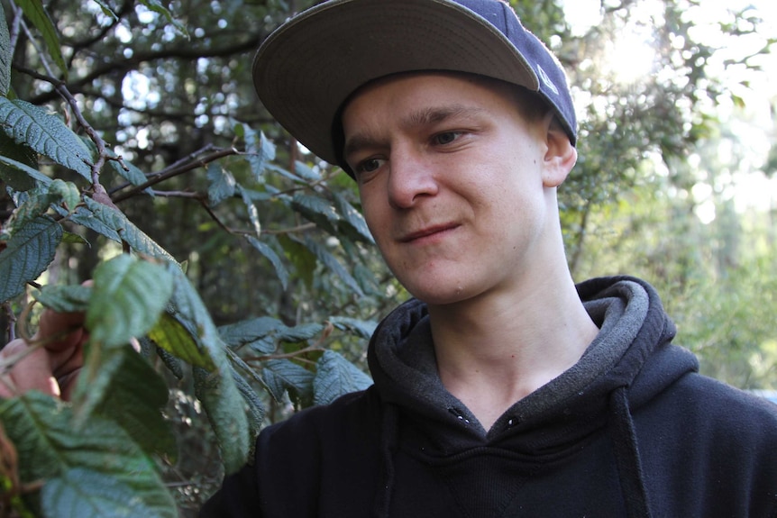 A young man in a baseball cap looks at the leaves of a tree, smiling.