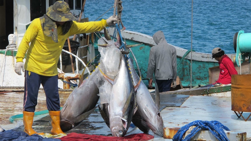 Tuna being landed at Koror in Palau