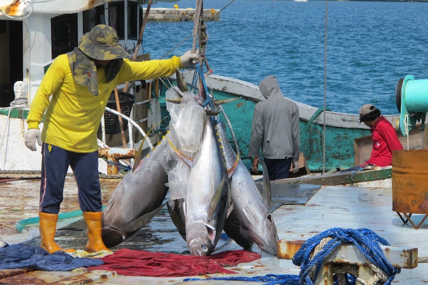 Tuna being landed at Koror in Palau