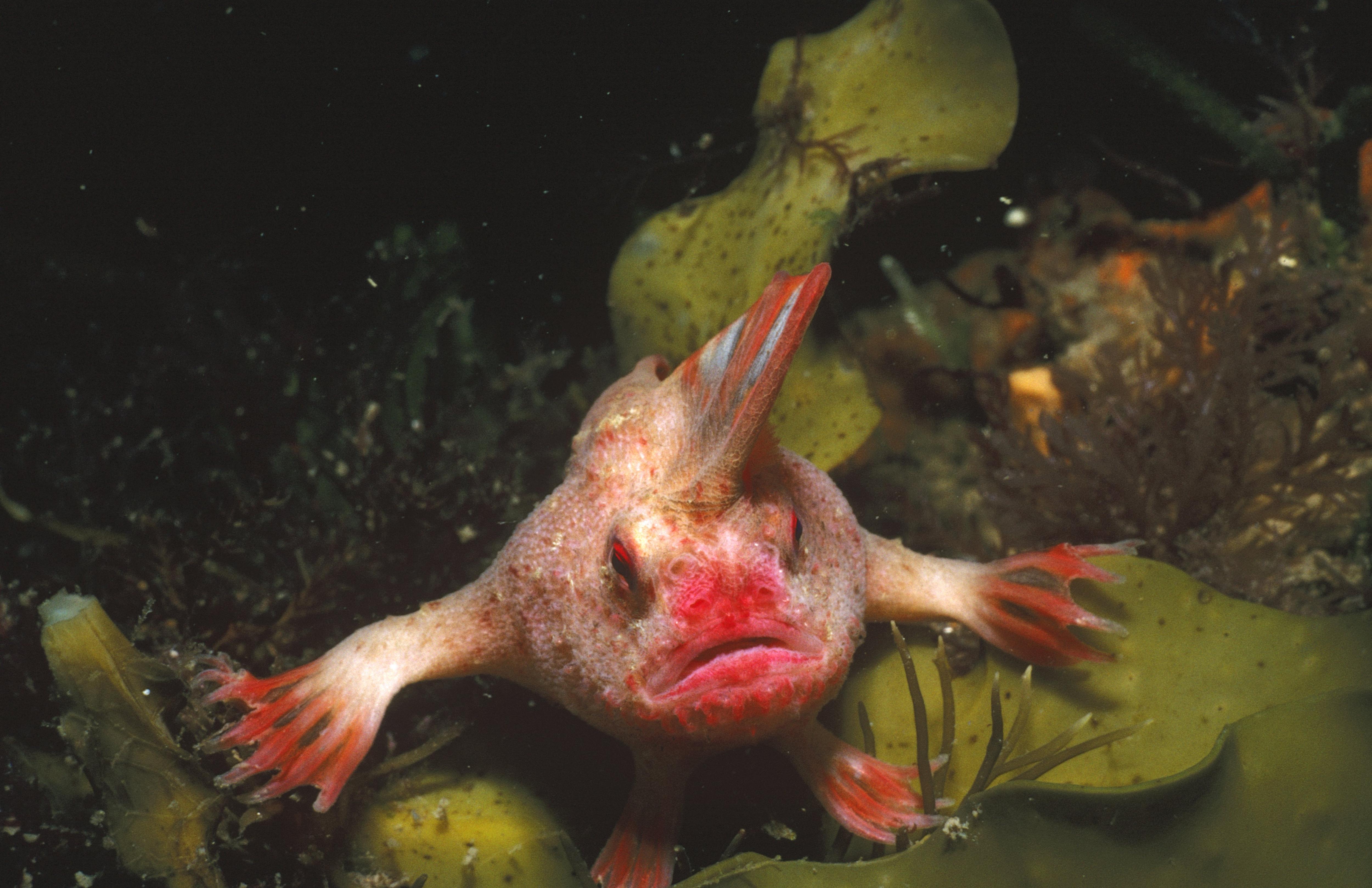 Scientists unlock ocean secrets through environmental DNA episode artwork