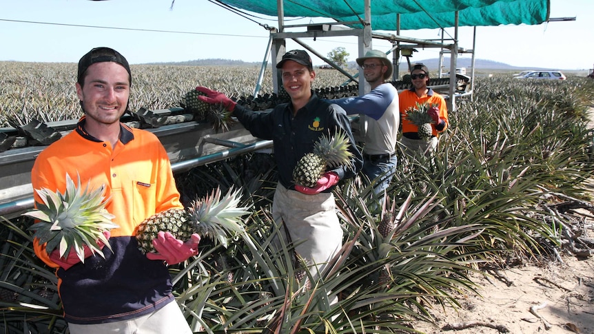 Backpackers pick pineapples on a farm near Yeppoon