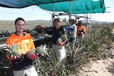 Backpackers pick pineapples on a farm near Yeppoon