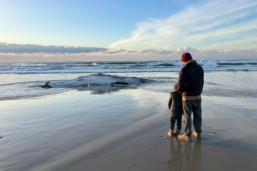 A man and a child from behind looking at a beached whale. 