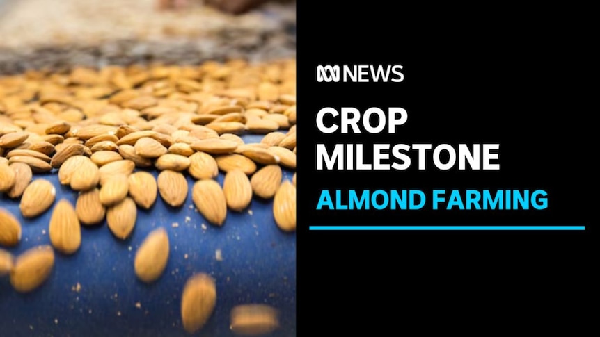 Crop Milestone, Almond Farming: A pile of almonds sits on a blue background. 