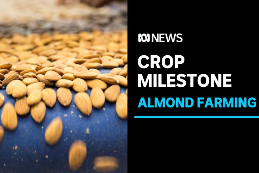 Crop Milestone, Almond Farming: A pile of almonds sits on a blue background. 