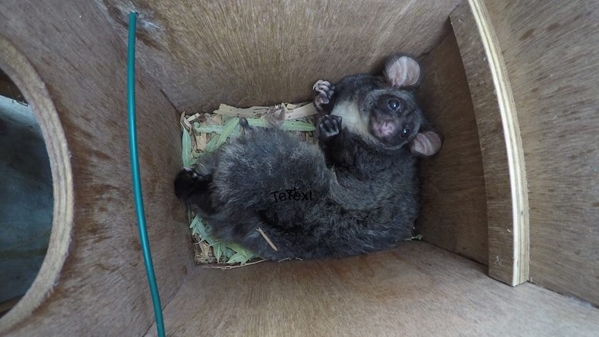 A fluffy glider in a nestbox with round ears.