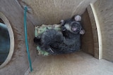 A fluffy glider in a nestbox with round ears.