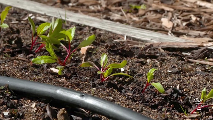 Seedlings growing in vegie bed with black irrigation pipe laid along the row