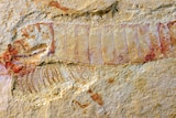 Chengiangocaris kunmingenisis fossil