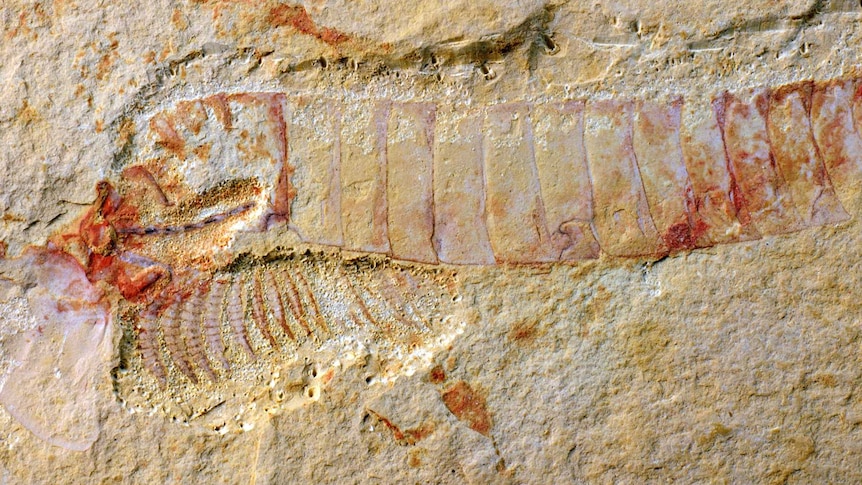 Chengiangocaris kunmingenisis fossil