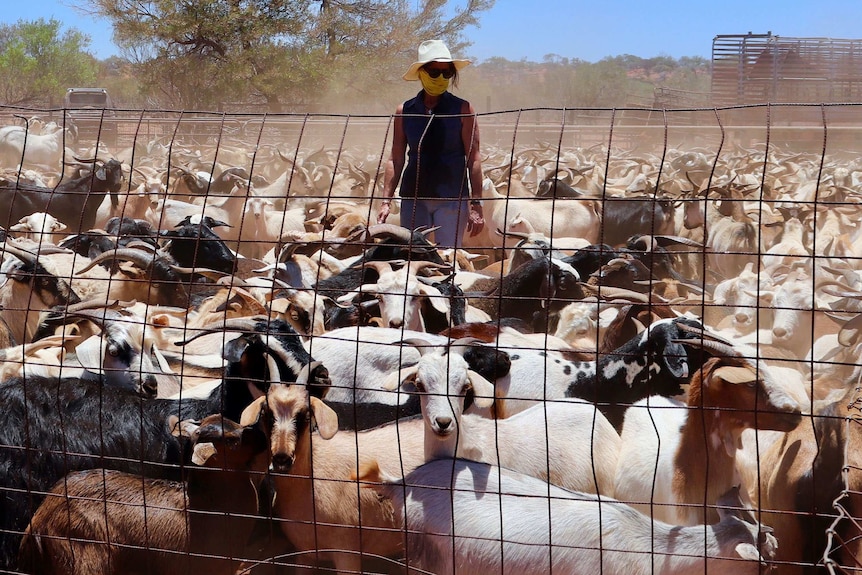 A woman wearing a hat and mask across her mouth stands in a dusty yard of goats.